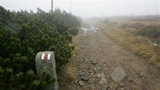 Ochranái v Jeseníkách u delí dobu prosazují vykácení klee (snímek z roku 2009 a kácení v oblasti vrcholu Keprníku). V ervenci pijde na adu oblast kolem Petrových kamen.