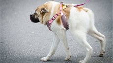 Zdeformovaný pes Prasátko