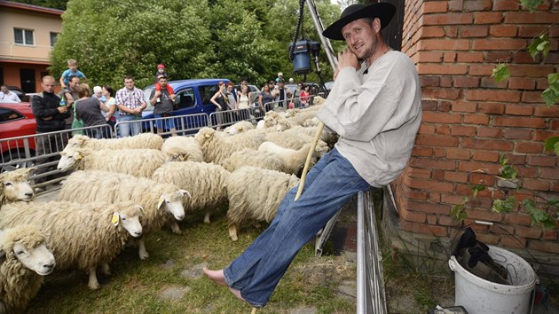 Vlastimil Bischof se zabývá stříháním ovcí.
