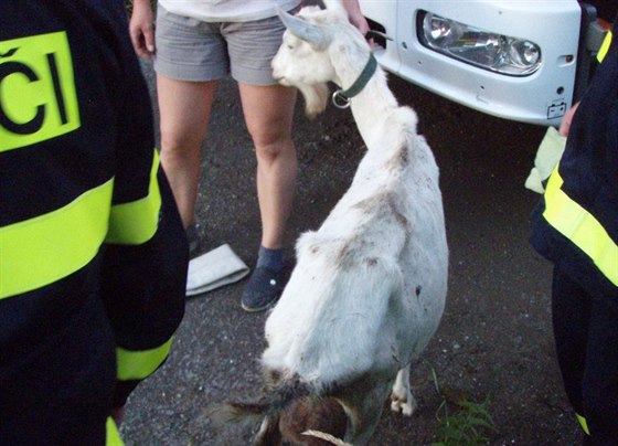 Koza po vyprotní z jímky dávala podle hasi najevo svou radost hlasitým...