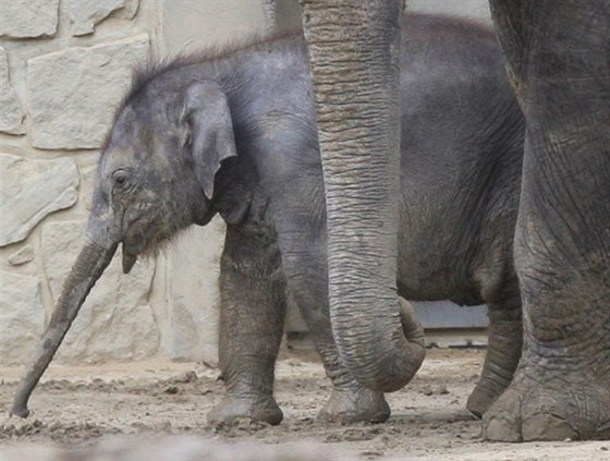 Sloní samika z ostravské zoologické zahrady ped dvma msíci.