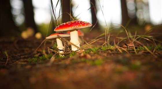 Pokud si nejste absolutně jisti, houbu raději nechejte v lese.
