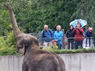 Sloní stádo je jedním z nejvtích lákadel ostravské zoo.