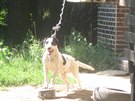 Majitel nechal psa uvázaného na krátkém provazu na pímém slunci.