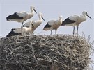 V Libivé na umpersku se narodilo pt mláat áp bílých. Podle ornitolog je...
