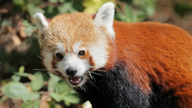 Roní samika pandy ervené je novým pírstkem plzeské zoologické zahrady....