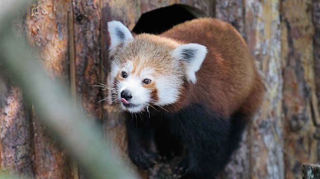 Ron samika pandy erven je novm prstkem plzesk zoologick zahrady. Chovatel doufaj, e se sp s tinctiletm samcem Chigo