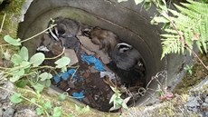 Turnovtí hasii zachraovali jezeví trojici z metr a pl hluboké betonové...