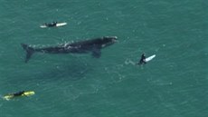 Skupina surfa se dostala koncem ervna velmi blízko k velryb jiní u pobeí...