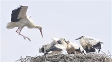 V Libivé na umpersku se narodilo pt mláat áp bílých. Podle ornitolog je...
