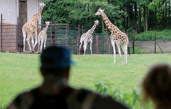 Krásky s dlouhými krky obývají v safari ást vnovanou africkým zvíatm.