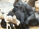 Gorilí samice Bikira se zajímá o Tatua. Ten pkn ádí
