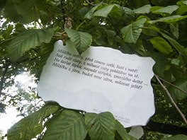 Kryl�v strom roste v Podzámecké zahrad� v Krom��í�i.
