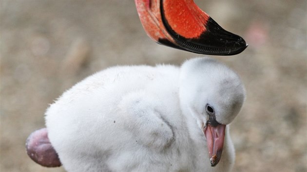 Jet pohladit... První plameátko, které se narodilo v ostravské zoo v...