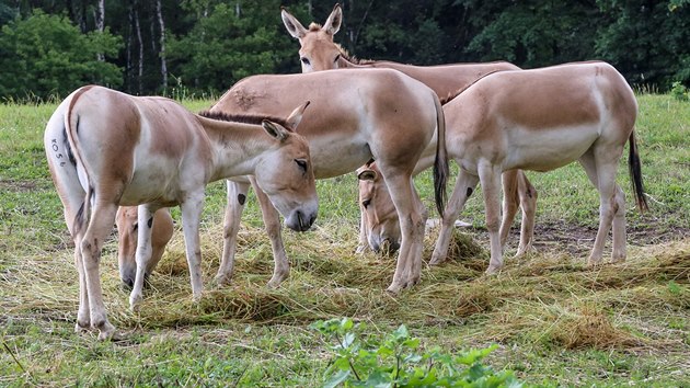 Vzcn onagery v souasnosti chov z eskch a slovenskch zoo jen ta ostravsk.