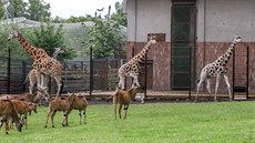 Zvíecí obyvatelé safari v ostravské zoo.