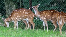 Mláata lákají do zoo mnoho návtvník, na snímku tele skotského náhorního skotu.