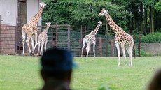 Mláata lákají do zoo mnoho návtvník, na snímku tele skotského náhorního skotu.