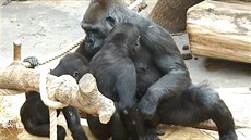 Bikira u� se Nurua také za�íná dotýkat. 