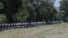 CYKLISTICKÝ HAD. Balík jezdc ve  dvanácté etap Tour de France.  