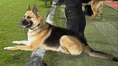 Policejní pes Blesk vypátral idie kilometr od místa, kde se stala nehoda.