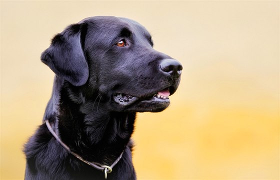 Majitelka labradora je prozatím podezelá z poruení veterinárního zákona. Ilustraní snímek