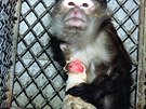 Opice poranná pi testování látek