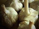�esnek je trochu nepr�vem nedocen�nou kouzelnou rostlinou, proto�e odpuzuje...