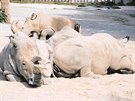 Vzácní bílí nosorožci Nesárí, Súdán, Nabíré a nejmladší Fatu při odpočinku v...