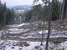 Obyvatelé Machovské Lhoty na Náchodsku si stovali na necitlivé zásahy v lese...