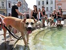 Pochod silných ps centrem Olomouce (26. 7. 2014).