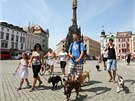 Pochod silných ps centrem Olomouce (26. 7. 2014).