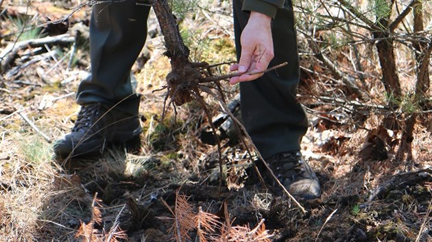 Nejdv zniily stromy plameny, te trp lesnky ponravy chrousta. Na snmku Ladislav Plpn z Les R.