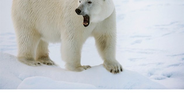 Lední medvěd je obyvatelem Špicberk, na něhož si vědci musejí dávat dobrý pozor.
