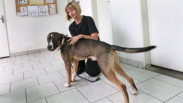 Pracovnice psho tulku v Ostrav Tebovicch Zuzana Machov s pejskem Ajaxem. tulek je v tomto obdob peplnn.