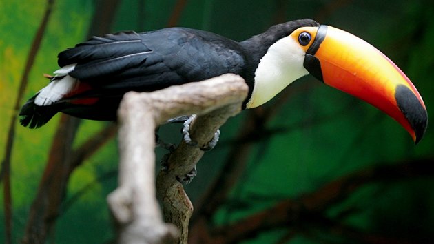 Hvzdou nov vyzdobenho pavilonu je tukan obrovsk, kter v hodonnsk zoo ije od ledna.