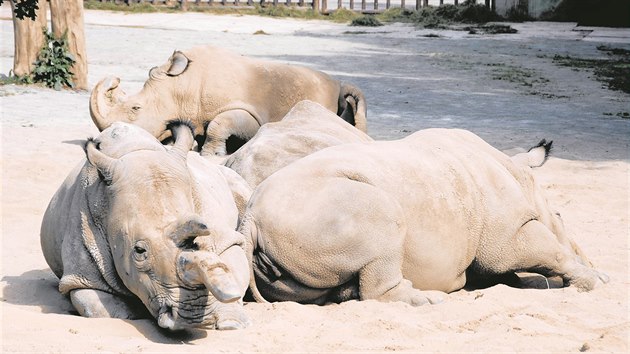 Vzácní bílí nosorožci Nesárí, Sudán, Nabíré a nejmladší Fatu při odpočinku v královédvorské zoo. (7. září 2009)