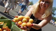 Miroslavské meru�kobraní. A�koli sada�i tvrdí, �e o úroda merun�k je letos o...