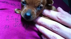 �t���tko m�lo podle veterin�rn�ho l�ka�e zhruba t�i t�dny