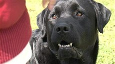 Labradorský retriever