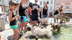 Pochod silných ps� centrem Olomouce (26. 7. 2014).