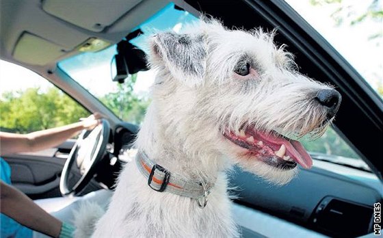 Pes by neměl nikdy sedět na předním sedadle. I kdybyste jej připoutali, může mu ublížit airbag