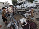 Pi izraelských úderech na Gazu umírají také zvíata (29. ervence 2014)