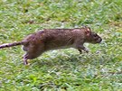Jeden z potkaních obyvatel Tuilerijské zahrady v Paíi. (29. ervence 2014)
