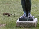 Krysa bí kolem sochy Maillol v Tuilerijské zahrad v Paíi. (29. ervence...