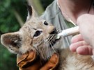 V brnnské zoo absolvovala 31. ervence první veterinární prohlídku tyata...