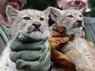 V brnnské zoo absolvovala 31. ervence první veterinární prohlídku tyata...