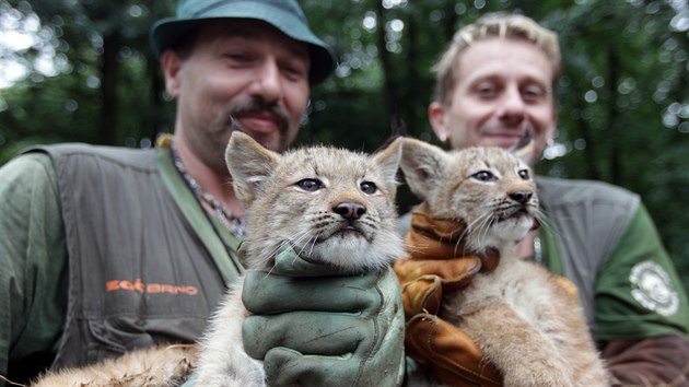 V brnnsk zoo absolvovala 31. ervence prvn veterinrn prohldku tyata rysa kanadskho, kter se narodila v kvtnu.