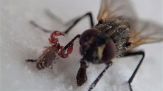 Dravý tírek na noze mouchy. Neútoí na ni, jen ji vyuívá k pemístní, jako...