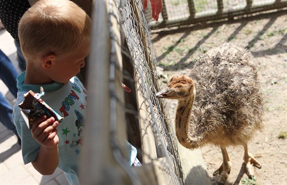 Návštěvníci jihlavské zoologické zahrady mohou obdivovat mláďata pštrosů.
